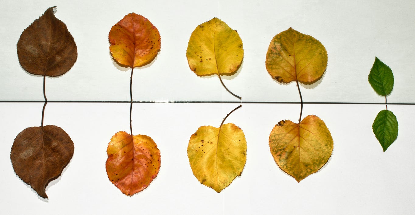 5 feuilles